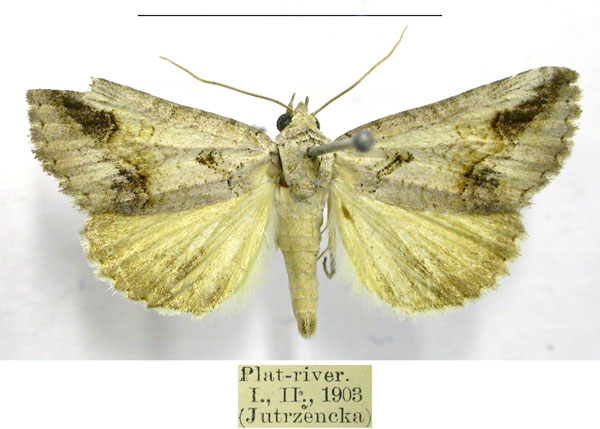 /filer/webapps/moths/media/images/D/diapera_Tytroca_AM_TMSA.jpg