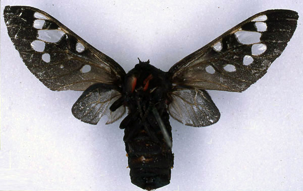 /filer/webapps/moths/media/images/D/diaphana_Balacra_AT_BMNH_02.jpg
