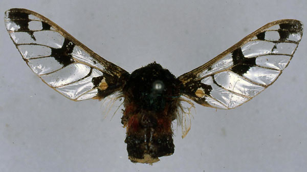 /filer/webapps/moths/media/images/D/diaphana_Balacra_HT_BMNH_01.jpg