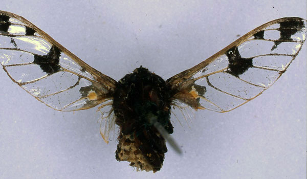/filer/webapps/moths/media/images/D/diaphana_Balacra_HT_BMNH_02.jpg