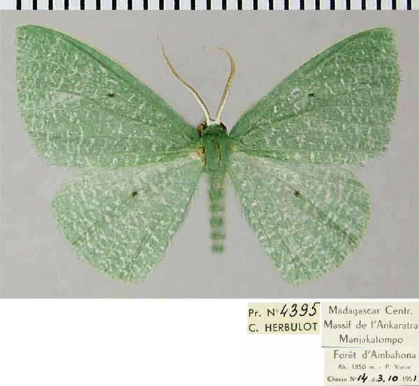 /filer/webapps/moths/media/images/D/diaphana_Heterorachis_AF_ZSM.jpg