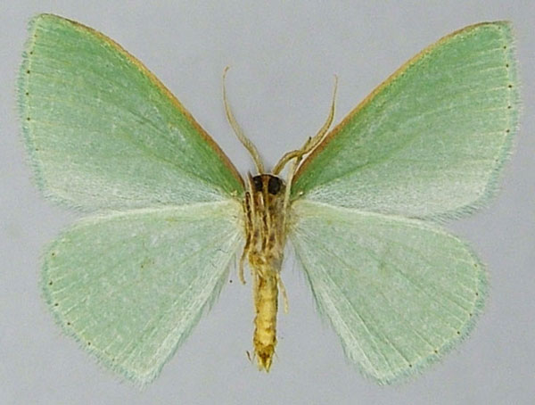/filer/webapps/moths/media/images/D/diaphana_Heterorachis_AM_ZSMb.jpg