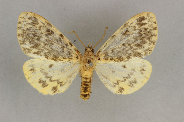 /filer/webapps/moths/media/images/D/diaphana_Paramaenas_HT_BMNH.jpg