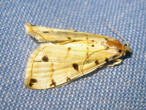 /filer/webapps/moths/media/images/D/diaphana_Pycnarmon_A_Bippus.jpg