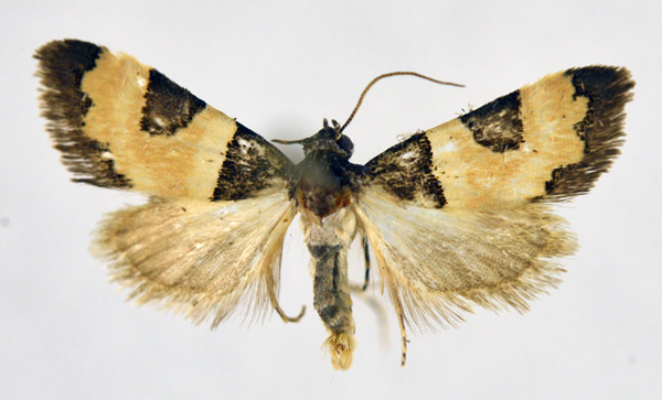 /filer/webapps/moths/media/images/D/diaphora_Ozarba_A_NHMO.jpg