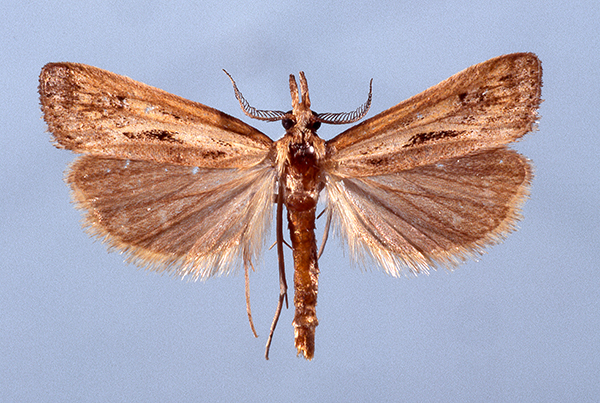 /filer/webapps/moths/media/images/D/diaplecta_m_Kenya_Masai_Mara_24-26.xi.1984_G_Bassi.jpg
