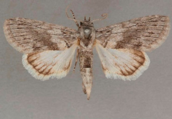 /filer/webapps/moths/media/images/D/diascota_Beilhania_A_OUMNHa_01.jpg