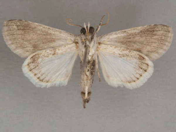 /filer/webapps/moths/media/images/D/diascota_Beilhania_A_OUMNHb_01.jpg
