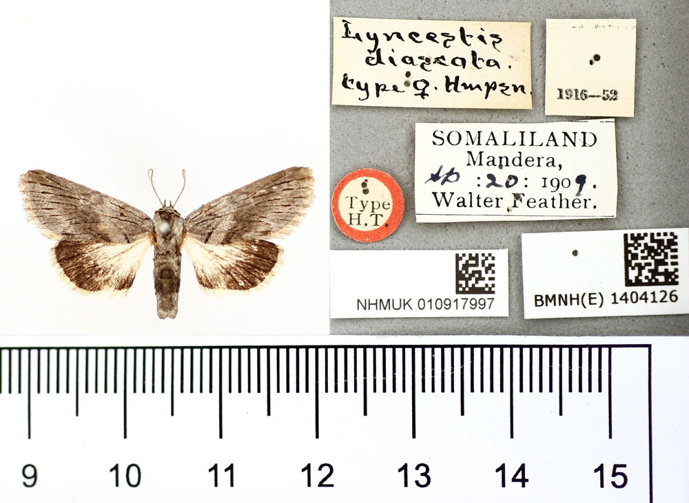 /filer/webapps/moths/media/images/D/diascota_Lyncestis_AT_BMNH.jpg
