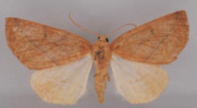 /filer/webapps/moths/media/images/D/diasporas_Terpnostola_AF_BMNH.jpg