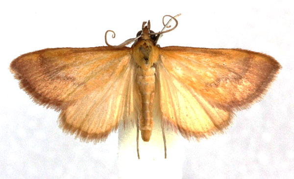 /filer/webapps/moths/media/images/D/diatoma_Ecpyrrhorrhoe_AM_Agassiz_oBPkIlk.jpg