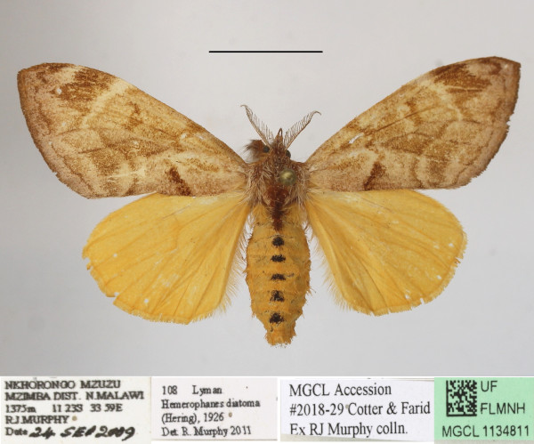 /filer/webapps/moths/media/images/D/diatoma_Hemerophanes_AF_MGCLa_02.JPG