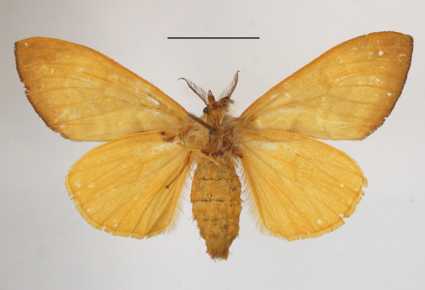 /filer/webapps/moths/media/images/D/diatoma_Hemerophanes_AF_MGCLb_02.JPG