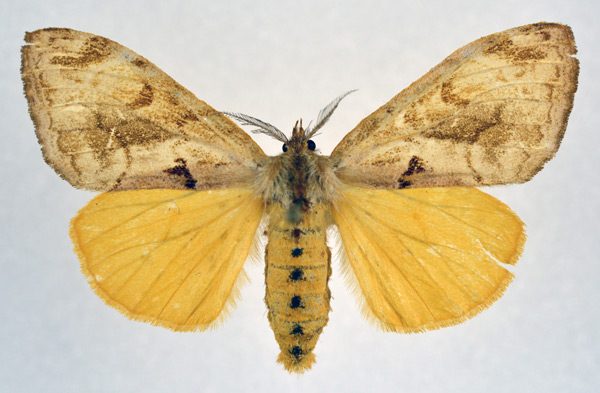 /filer/webapps/moths/media/images/D/diatoma_Hemerophanes_AF_NHMO.jpg
