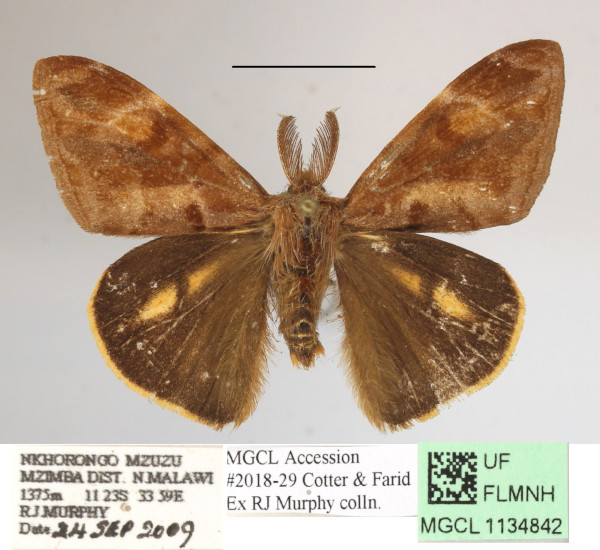 /filer/webapps/moths/media/images/D/diatoma_Hemerophanes_AM_MGCLa_01.JPG
