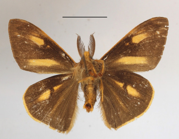 /filer/webapps/moths/media/images/D/diatoma_Hemerophanes_AM_MGCLb_01.JPG