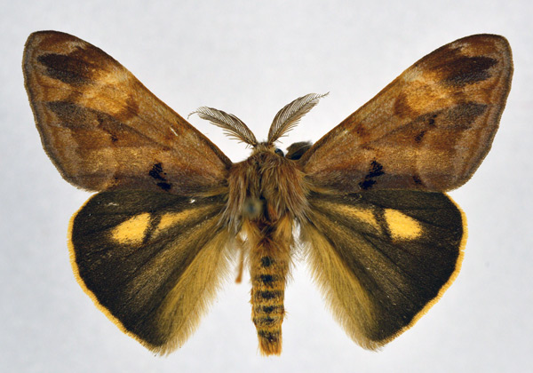 /filer/webapps/moths/media/images/D/diatoma_Hemerophanes_AM_NHMO.jpg