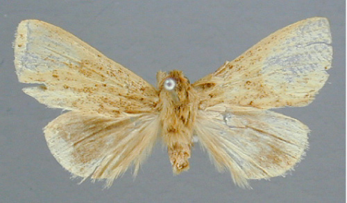 /filer/webapps/moths/media/images/D/diatrecta_Xanthodonta_A_RMCA.jpg