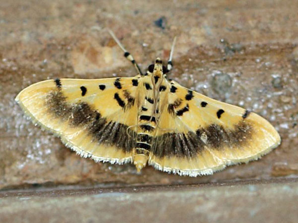 /filer/webapps/moths/media/images/D/dichocrosialis_Pilocrocis_A_Voaden.jpg