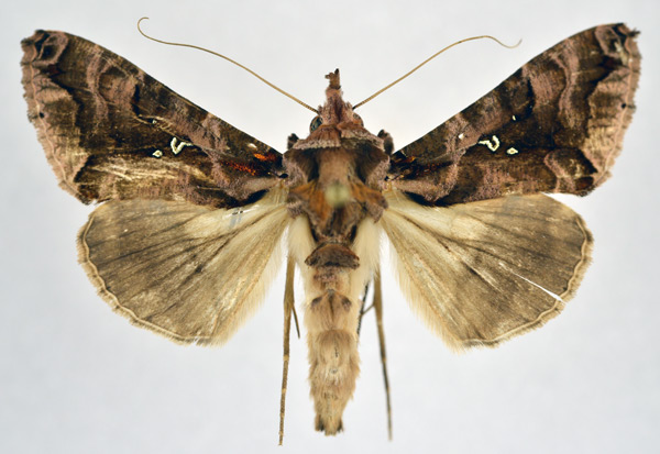 /filer/webapps/moths/media/images/D/dichora_Plusiopalpa_AM_NHMO.jpg