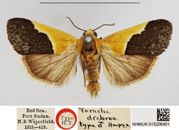 /filer/webapps/moths/media/images/D/dichroa_Tarache_HT_NHMUK.jpg