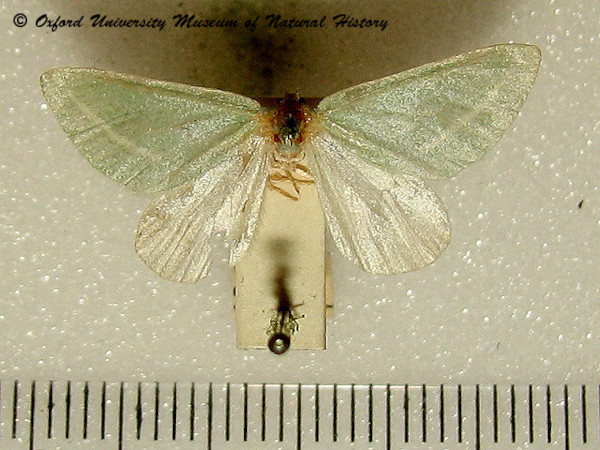 /filer/webapps/moths/media/images/D/dichroma_Chlorosterrha_A_OUMNH.jpg