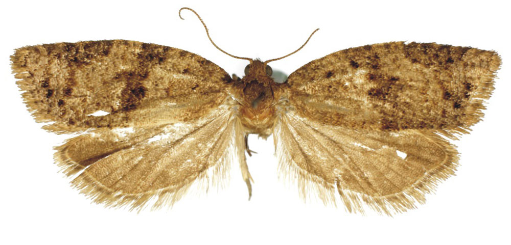 /filer/webapps/moths/media/images/D/dichroma_Clepsis_PTF_MRSN.jpg