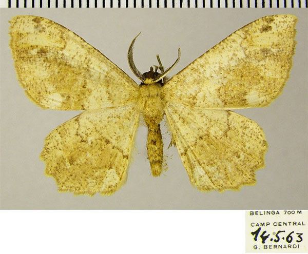 /filer/webapps/moths/media/images/D/dichroma_Colocleora_AF_ZSM.jpg