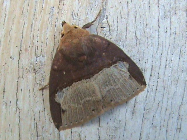 /filer/webapps/moths/media/images/D/dichromalis_Polypogon_A_Guyonnet.jpg