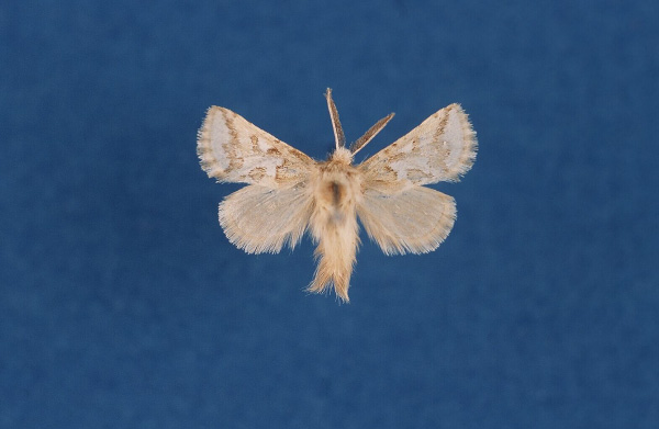 /filer/webapps/moths/media/images/D/dicksoni_Arbelodes_HT_TMSA.jpg