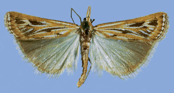 /filer/webapps/moths/media/images/D/dicksoni_Aurotalis_HT_TMSA.jpg