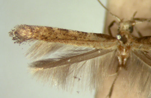 /filer/webapps/moths/media/images/D/dicksoni_Caloptilia_HT_TMSA5661.jpg