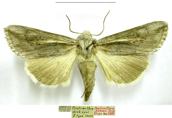 /filer/webapps/moths/media/images/D/dicksoni_Centrartha_PTF_TMSA.jpg