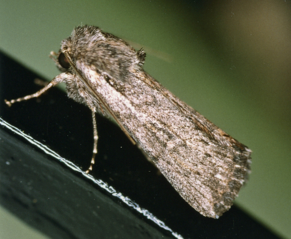 /filer/webapps/moths/media/images/D/dicksoni_Ectochela_A_Roland_01.jpg
