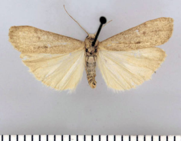 /filer/webapps/moths/media/images/D/dicksoni_Entephrilema_HT_TMSA.jpg