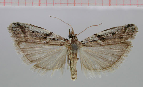 /filer/webapps/moths/media/images/D/dicksoni_Pogonotropha_PT_ZMHB.jpg