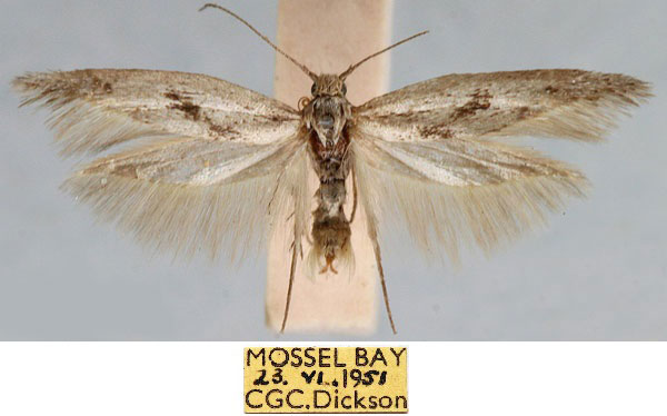 /filer/webapps/moths/media/images/D/dicksoni_Scythris_HT_TMSA_mTE2Xdp.jpg