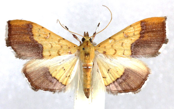 /filer/webapps/moths/media/images/D/dictatrix_Hyalobathra_AM_Agassiz.jpg