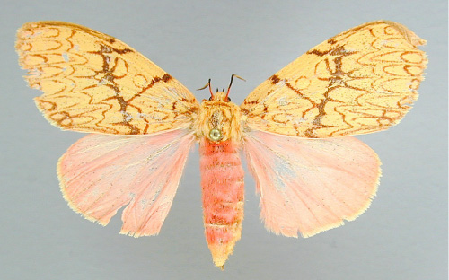 /filer/webapps/moths/media/images/D/dictyodigma_Lymantria_A_RMCA_01.jpg