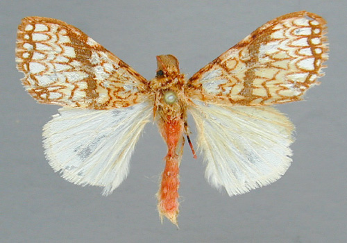 /filer/webapps/moths/media/images/D/dictyodigma_Lymantria_A_RMCA_02.jpg