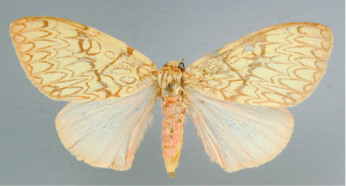 /filer/webapps/moths/media/images/D/dictyodigma_Lymantria_NAT_RMCA.jpg