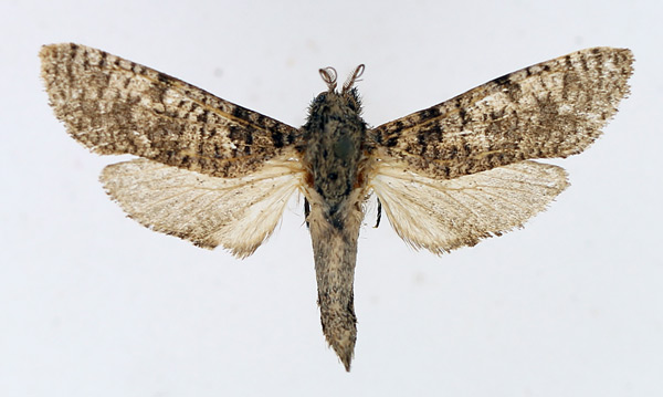 /filer/webapps/moths/media/images/D/dictyotephra_Aethalopteryx_AM_TMSA_01.jpg
