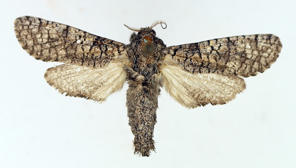 /filer/webapps/moths/media/images/D/dictyotephra_Aethalopteryx_AM_TMSA_02.jpg