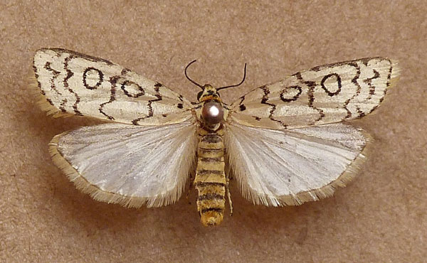 /filer/webapps/moths/media/images/D/dicycla_Acanthofrontia_A_Butler.jpg