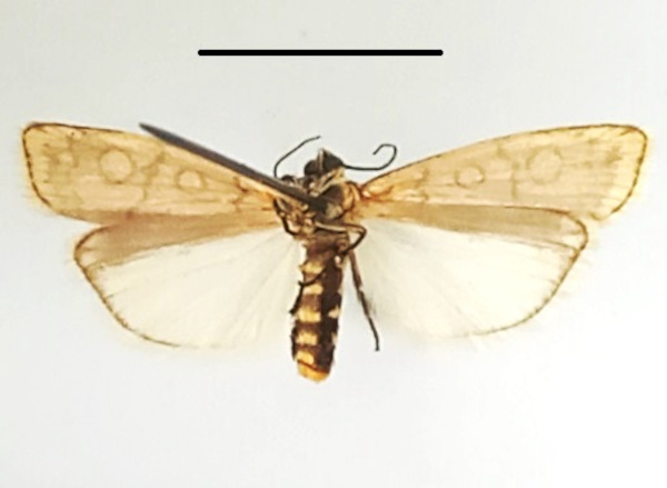 /filer/webapps/moths/media/images/D/dicycla_Acanthofrontia_A_MGCLb_01.JPG