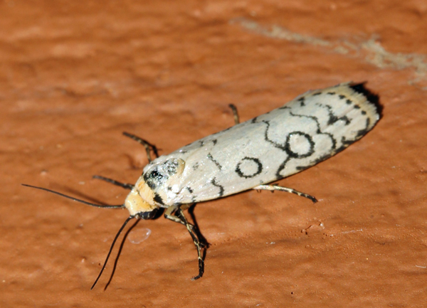 /filer/webapps/moths/media/images/D/dicycla_Acanthofrontia_A_Roland_18.jpg