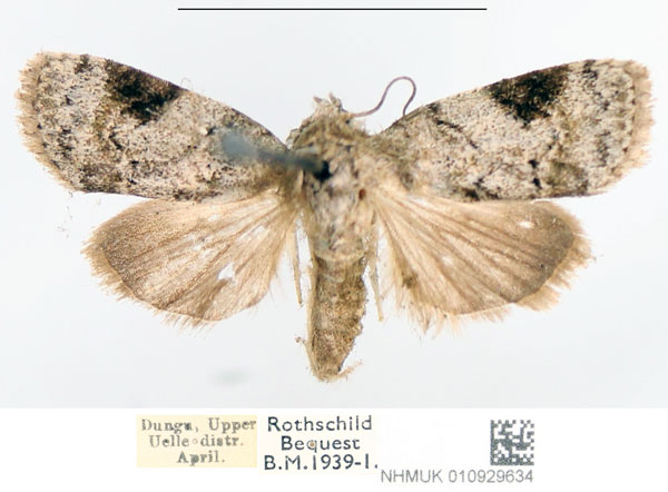 /filer/webapps/moths/media/images/D/dicyma_Hesperothripa_AF_NHMUK.jpg