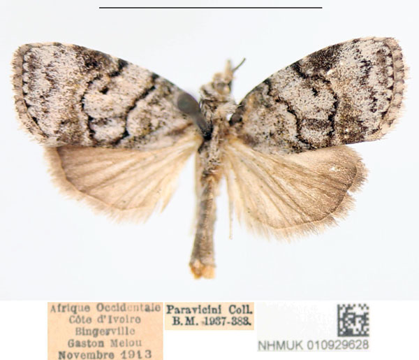 /filer/webapps/moths/media/images/D/dicyma_Hesperothripa_AM_NHMUK.jpg