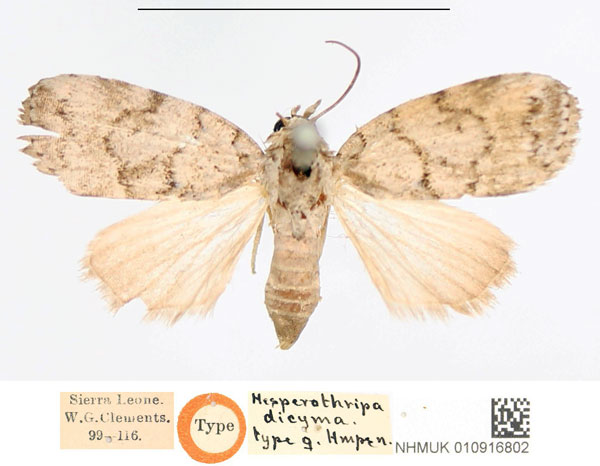 /filer/webapps/moths/media/images/D/dicyma_Hesperothripa_HT_NHMUK.jpg