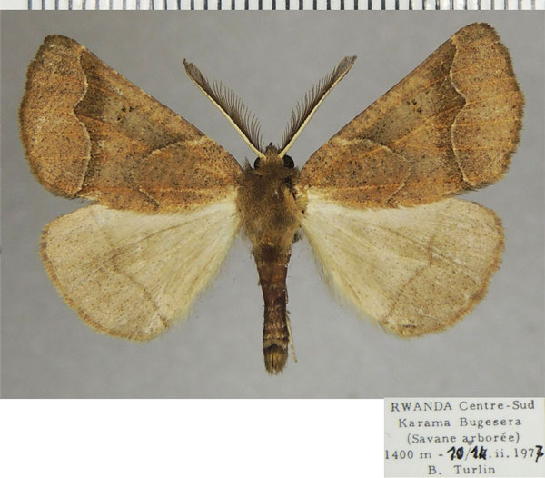 /filer/webapps/moths/media/images/D/dicyrta_Odontopera_AM_ZSMa.jpg